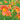 Hemerocallis fulva - 2026