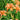 Hemerocallis fulva 'Kwanso' - 2026