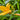 Hemerocallis Middendorffii