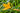 Hemerocallis Middendorffii