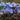 Hepatica Nobilis
