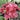 Heuchera 'Forever Red'