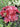 Heuchera 'Forever Red'