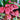Heuchera Sanguinea