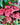 Heuchera Sanguinea