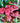 Heuchera Sanguinea