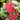 Heuchera Sanguinea 'Coral Forest'