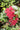 Heuchera Sanguinea 'Coral Forest'