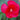 Hibiscus 'Fireball'