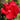 Hibiscus 'Fireball'