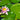 Nymphaea Hollandia - 2026