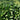 Hosta Devon Green - BPD046 Packs
