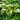 Hosta Dragonfly - Marginal Pond Plants -BPD045