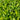 Hosta Little Tuft - BPL047 Packs