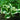 Hosta for. 'Patriot' - Marginal Pond Plants - BP047