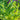 Hosta Praying Hands - Marginal Pond Plants - BPP048