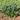 Hosta Praying Hands - Marginal Pond Plants - BPP048