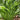 Hosta Praying Hands - Marginal Pond Plants - BPP048