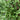 Hosta Praying Hands - Marginal Pond Plants - BPP048