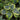 Hosta Sugar Daddy - Marginal Pond Plants - BPS201