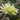 Hosta White Feather - BP201 Packs