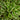 Hosta First Frost - Marginal Pond Plants - BP046