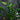 Hosta 'Praying Hands'