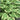 Hosta Spring Morning - Marginal Pond Plants - BPS047