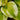 Hosta Spring Morning - Marginal Pond Plants - BPS047