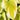 Hosta Spring Morning - Marginal Pond Plants - BPS047