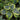 Hosta 'Sugar Daddy'