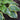 Hosta Sugar Daddy - Marginal Pond Plants - BPS201