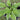 Hosta 'Allan P. Mcconnell'