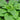 Hosta 'Allegan Fog'