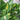 Hosta 'American Sweetheart'