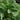 Hosta 'Atlantis'
