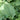 Hosta 'Blue Boy'