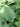 Hosta 'Blue Boy'