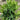 Hosta 'Bobcat'