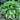 Hosta 'Brim Cup'