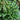 Hosta 'Carol'