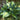 Hosta 'Catherine'