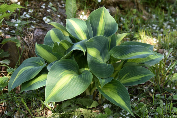 Hosta 'Catherine' - 2026 – Lincspplants