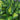Hosta 'Center Of Attention'