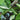 Hosta 'Chickadee'
