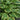 Hosta 'Delta Dawn'
