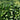 Hosta 'Devon Green'