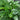 Hosta 'Devon Green'