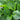 Hosta 'Devon Green'