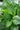 Hosta 'Devon Green'